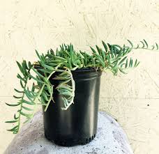 Image result for Senecio