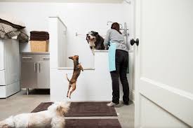 Check spelling or type a new query. Howard A Bernese Mountain Dog Gets A Bath While Bongo The Chihuahua Jumps Around Dogsofwsj Dog Washing Station Dog Houses Dog Wash