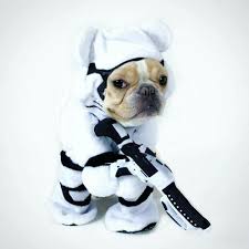 The French Stormtrooper French Bulldog In Star Wars Costume I Love This Pet Costumes Best Dog Costumes Dog Costumes