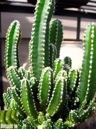 The most common fairy castle cactus material is wood. 80 Fairy Castle Cactus Ideas Fairy Castle Cactus Fairy Castle Cactus