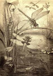 Andrew Tebbs Stories from Carr Vale and New Bolsover