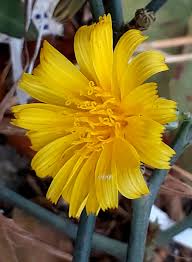 Image result for Launaea violacea