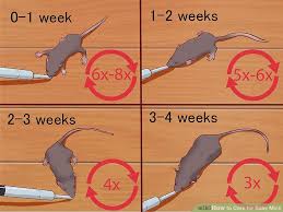 The Best Way To Care For Baby Mice Wikihow