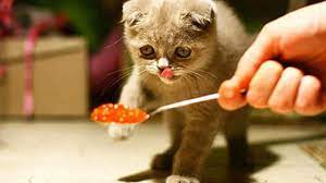 Poutry, beef and other meat is a natural option for your little carnivore. What Do Cats Like To Eat 10 Healthy Human Foods