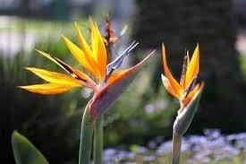 Bird Of Paradise In Large Pot Pin On Flowers