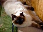 Colors and varietes of Ragdoll Breed - Ragdolls Cattery Faelis
