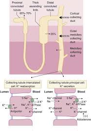 Image result for Transtubular Potassium Gradient