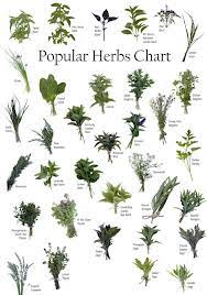 Herb Charts My Web Plant