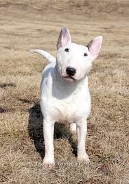 Black And White English Bull Terrier Puppy Kenron Miniature Bull Terriers Vodka Miniature Bull Terrier Bull Terrier Bull Terrier Puppy