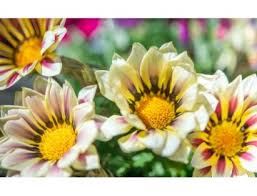 Image result for foto Gazánie