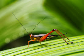 Check spelling or type a new query. Wallpaper Singapore Grasshopper Locust Marco Botanicgarden Damselfly Unescoworldheritage Close Up Ecosystem Macro Photography Grass Family Invertebrate Arthropod Cricket Like Insect 4608x3072 873463 Hd Wallpapers Wallhere