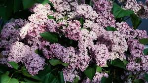 Lilacs are wonderful additions to nearly any landscape; How To Care For A Dwarf Korean Lilac Tree Improved Yard
