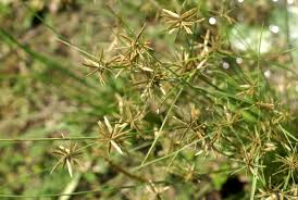 Image result for Pycreus flavidus