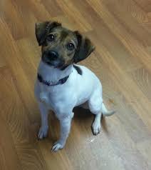 Adopt Azalea On Petfinder Adoption Dog Pounds Dog Adoption