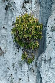 Nepenthes Campanulata Cool Plants Carnivorous Plants Pitcher Plant