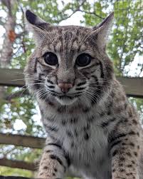 ‪Happy Cat Day! 🐈 Cats are classified as Felidae, a family in the carnivore  order. They encompass everything from your house cat to an Amur tiger!  "BIG" cats, those in the genus‬‏