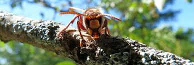 Check spelling or type a new query. Faut Il Pieger Le Frelon Asiatique