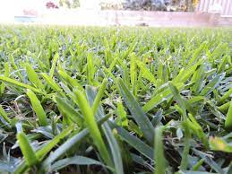 Check spelling or type a new query. What Is Buffalo Grass Buffalo Grass Planting Tips And Information