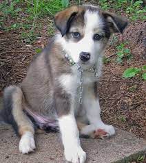Sophie The Husky Mix Husky Collie Mix Puppies Border Collie Mix Puppies