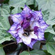 Image result for Datura