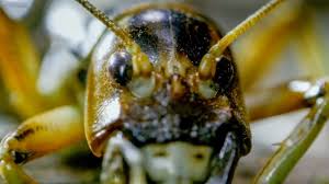 Bbc Earth Creepiest Insect Moments Animals Are Beautiful People In This Moment Planet Earth Ii