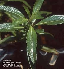 Image result for Hydrolea brevistyla