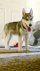 Katsu Keeping Cool 16wks Puppies Dogs Pet Care