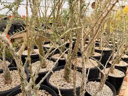 Image result for Sesamothamnus lugardii