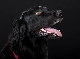 We did not find results for: 1082x1922px Free Download Hd Wallpaper Adult Black Flat Coated Retriever Close Up Photography Dog Hovawart Wallpaper Flare