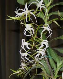 Image result for Cyrtorchis