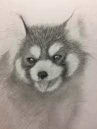 Each drawing is accompanied by means of a video! Pencil Drawing Red Panda On Behance