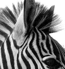 Zebra Zebra Imagens De Zebra Fotos Preto E Branco