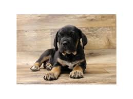 Find cane corso puppies and breeders in your area and helpful cane corso information. Cane Corso Puppies Petland Topeka