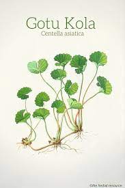 Pin On Holistic Remedies
