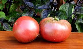 In today's episode on plant profiles, we look at the red pride hybrid tomato. Black And Blue Tomatoes Pierce S Pride Tomato
