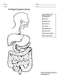 The body must excrete waste to maintain itself. Digestive System Coloring Worksheets Teaching Resources Tpt