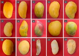 The fruit are born in clusters and have a tendancy to ripen all at the same time. Morphological And Molecular Characterization And Evaluation Of Mango Germplasm An Overview Sciencedirect