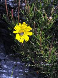 Image result for Ursinia montana