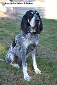 Image result for malý modrý gaskoňský honič