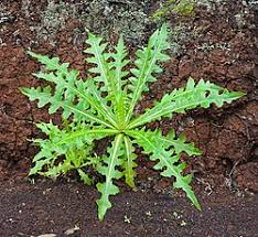 Image result for Sonchus schweinfurthii