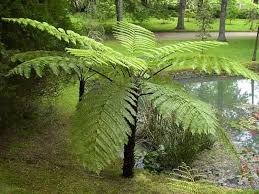Image result for Cyathea cf. humilis