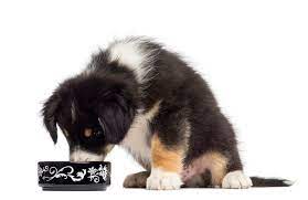 Starting Puppies On Solid Food Lovetoknow