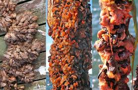 Image result for Styppeiochloa