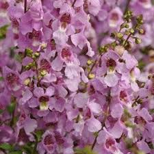 Angelonia Angustifolia Serena Lavender Seeds Lavender Seeds Seeds Easy Perennials