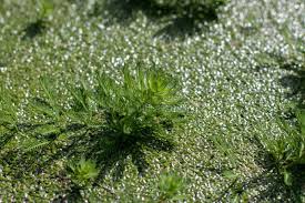 Image result for Haloragaceae