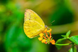 La Mariposa Amarilla El Significado Espiritual De