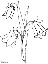 39+ mockingbird coloring pages for printing and coloring. Bluebells Flowers Coloring Pages Coloring Page Book For Kids