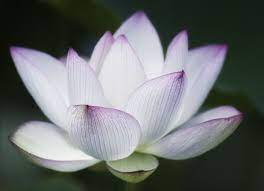 They represent good health, nature and longevity. Lotus Flower Symbolizes New Beginnings Next Flower For My Hip Next Flowers Purple Lotus Tattoo Lotus Flower Quote