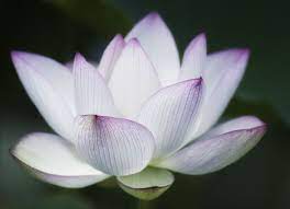 It is indicative of rebirth, new beginnings and eternal life. Lotus Flower Symbolizes New Beginnings Next Flower For My Hip Purple Lotus Tattoo Next Flowers Lotus Flower Quote