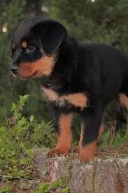 Rottweiler ırkı bir iş köpeğidir ve rottweiler sahiplerinin bunu unutmaması gerekir, o bir aksesuar değildir.ataları bir çoban köpeği iken (bu özelliğini yitirmiş değildir.) 10 Rottweiler Welpen Ideen Rottweiler Welpen Rottweilerwelpen